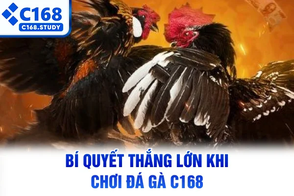 Bí quyết thắng lớn khi chơi đá gà C168