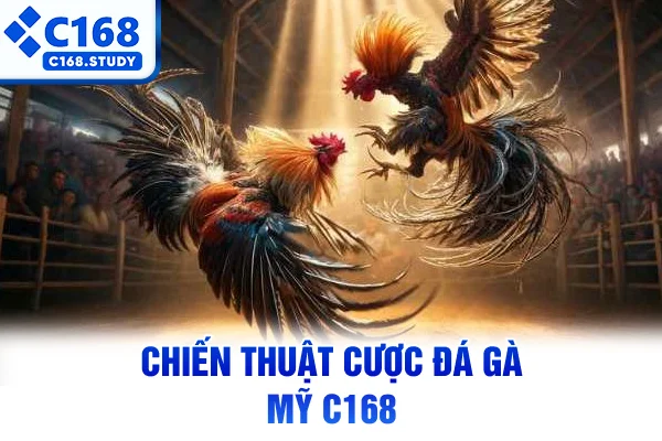 Chiến thuật cược đá gà Mỹ C168