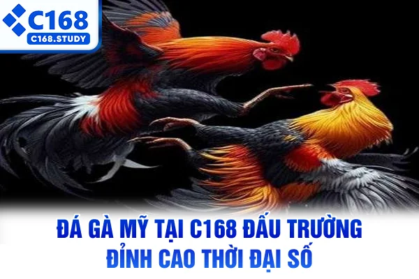 Đá Gà Mỹ Tại C168 – Đấu Trường Đỉnh Cao Thời Đại Số