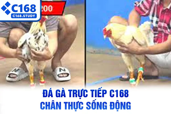 Đá gà trực tiếp C168 chân thực sống động