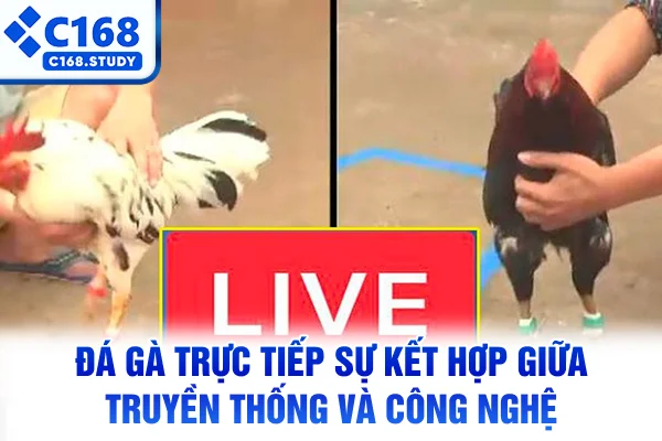Đá Gà Trực Tiếp – Sự Kết Hợp Giữa Truyền Thống, Công Nghệ 