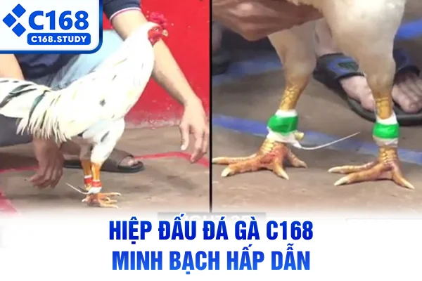 Hiệp đấu đá gà C168 minh bạch hấp dẫn