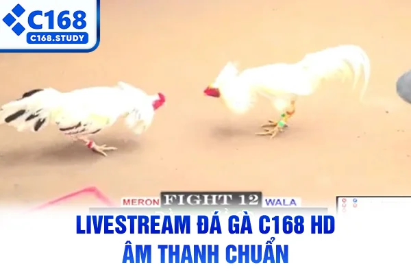 Livestream đá gà C168 HD âm thanh chuẩn
