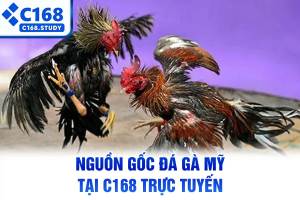 Nguồn gốc đá gà Mỹ tại C168 trực tuyến
