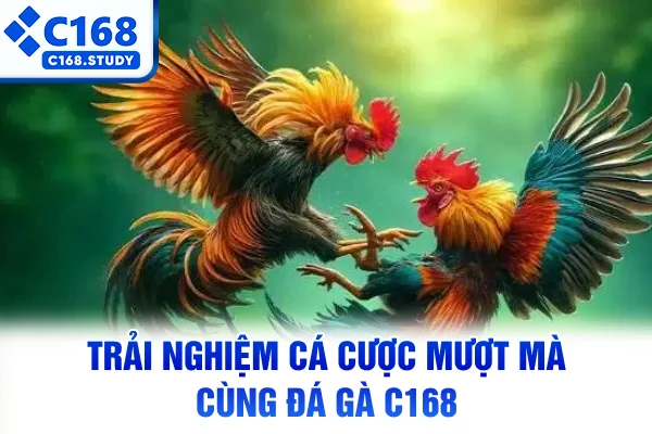 Trải nghiệm cá cược mượt mà cùng đá gà C168