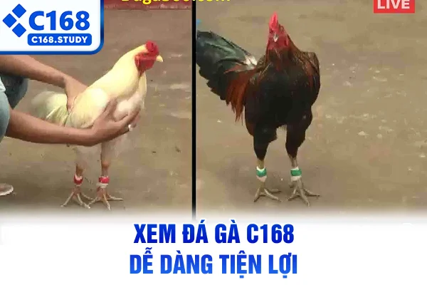 Xem đá gà C168 dễ dàng tiện lợi